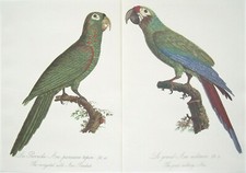 Parrot prints limited for sale  Fort Lauderdale