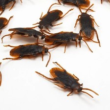 50x fake cockroach for sale  ST. HELENS