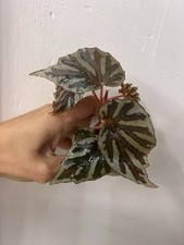 Begonia irian jaya d'occasion  Ajaccio-