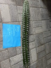 B001 fresh cut for sale  Tucson
