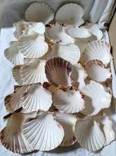 Coquilles saint jacques d'occasion  Concarneau