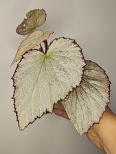 Begonia two face for sale  SOUTHEND-ON-SEA