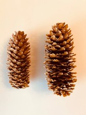Pinecones count for sale  Broomfield