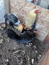 Fertile eggs two. for sale  Oxnard