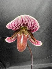Paphiopedilum vexillarium orch for sale  New Orleans