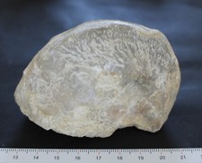 Exogyra huître fossile d'occasion  Moyon