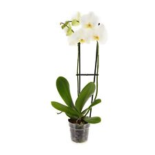 Phalaenopsis double stemmed for sale  BAGSHOT