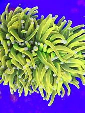 Coral farms banana for sale  Washington