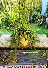 plant large potted for sale plant large potted for sale Hollywood
