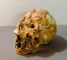 Faux human mummified for sale  CARNFORTH