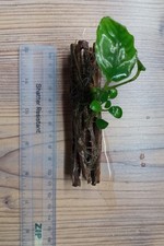 Anubias nana colla for sale  CREDITON