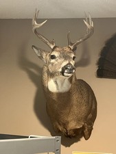 Point whitetail deer for sale  Johnston