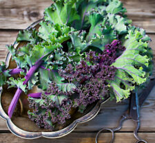 1000 kale seeds for sale  Saint Augustine