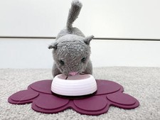 Generation pet kitten for sale  NORWICH