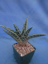 Aloe variegata one for sale  Tucson