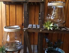Glass vase plants for sale  Grafton