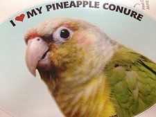 Pineapple conure parrot for sale  Asbury Park