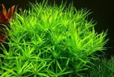 Stems stargrass live for sale  Stockton