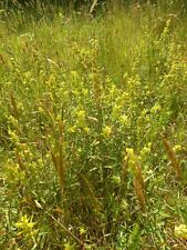 1000 yellow rattle for sale 1000 yellow rattle for sale  LLANELLI
