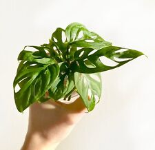 Swiss cheese monstera for sale  MARKET HARBOROUGH
