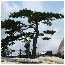 Graines pinus tabuliformis usato  Nizza di Sicilia
