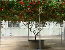 Tomato giant tree for sale  KEIGHLEY