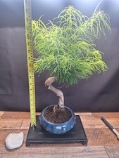 Large golden larch for sale  PETERBOROUGH