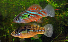 12x florida flagfish for sale  Miami