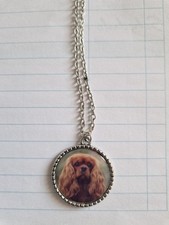 Ruby cavalier king for sale  COLNE