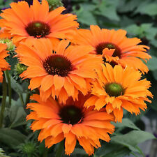 Echinacea sunseekers mineola for sale  UK