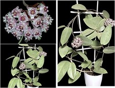 Hoya silver dollar gebraucht kaufen  Baden-Baden
