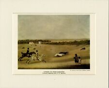Greyhound coursing epsom for sale  COLEFORD