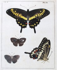 1770 drury dru usato  Urbino