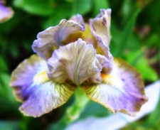 Iris sdb picasso gebraucht kaufen  Neustadt a.d.Waldnaab