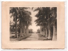 1930 Royal Palms Florida paisagem litografia árvore tropical forrada estrada comprar usado 1930 Royal Palms Florida paisagem litografia árvore tropical forrada estrada comprar usado  Enviando para Brazil