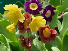 Primula auricula mixed for sale  SCUNTHORPE
