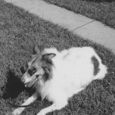 1950s dog lying for sale  Mission