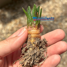 Ariocarpus bravoanus live for sale  Austin