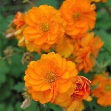 Geum solar flare for sale  COCKBURNSPATH