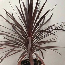 Cordyline red star for sale  PAIGNTON