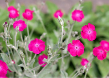 Lychnis silene coronaria for sale  TAUNTON