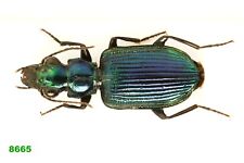 Usado, 8665 - ESCARABAJO TIERRA CARABIDAE COLEÓPTEROS ÁFRICA *TOGO* A2 segunda mano  Embacar hacia Argentina