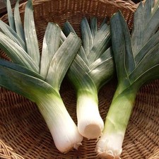 Giant musselburgh leek for sale  Bois D Arc