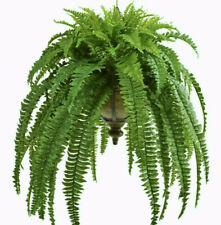 Giant sword fern for sale  Highland