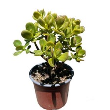 Jade plant bonsai for sale  Rancho Cucamonga