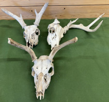 Lot whitetail deer for sale  Abilene