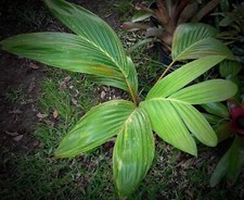 Chambeyronia houailouensis pal usato  Napoli