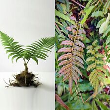 Rare bare plant for sale  Homestead