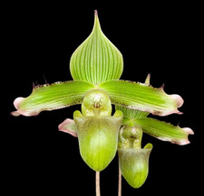 Rare paphiopedilum javanicum for sale  LONDON