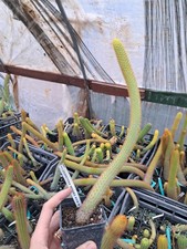 Hildewintera moors red usato Hildewintera moors red usato  San Marco Evangelista